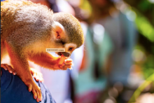 Monkeyland – Puerto Plata - Monkeyland – Puerto Plata