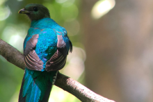 L'une des faunes et flores les plus endémiques au monde. - PANAMA AUTHENTIQUE, S.A.