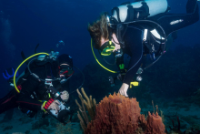 Dive Courses - Dive Courses