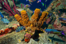 Catalina Island Dive & Snorkel Excursion - Catalina Island Dive & Snorkel Excursion