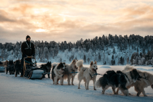 sortie en chien de traîneau - Thomas Bruballa