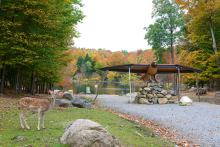 L'oiseau tonnerre - Parc Oméga