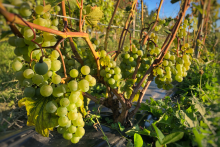 Ferme vinicole - Ferme Bourdages Tradition