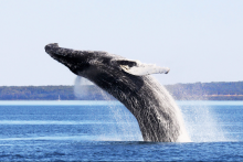 Baleine qui saute de l'eau - Croisières AML