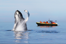 Baleine et zodiac - Croisières AML