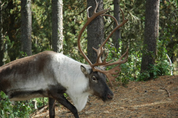 PARC ANIMALIER DES ANGLES - PARC ANIMALIER DES ANGLES
