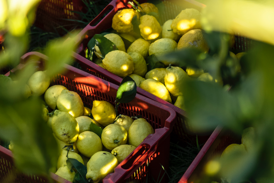 Citron Maison Gannac - Maison Gannac