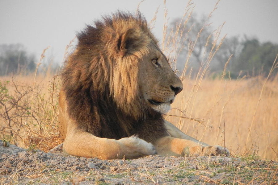 lion au Botswana - Africa Voyages
