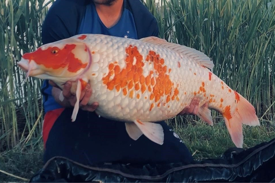 copa peche - copa cabana