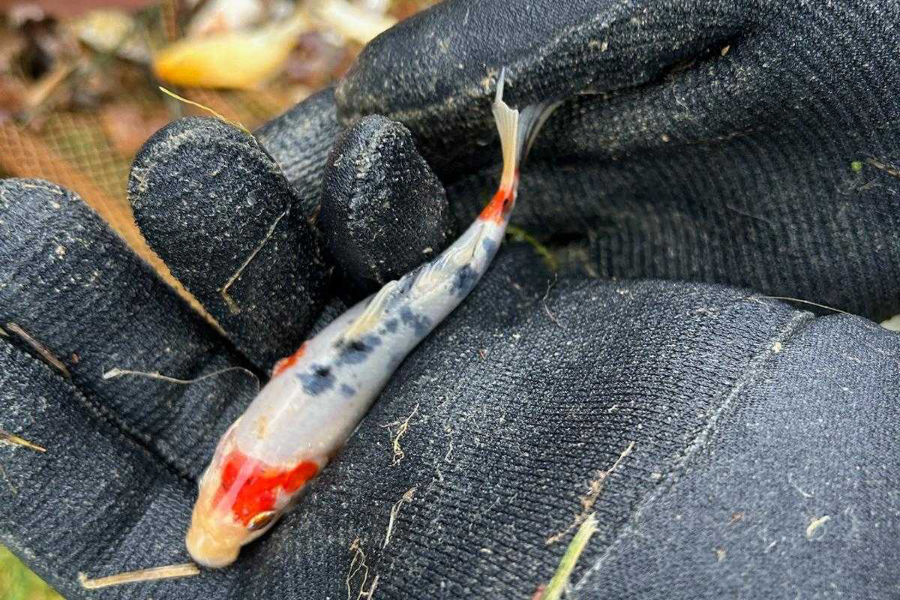 Pisciculture - Copa Cabanes