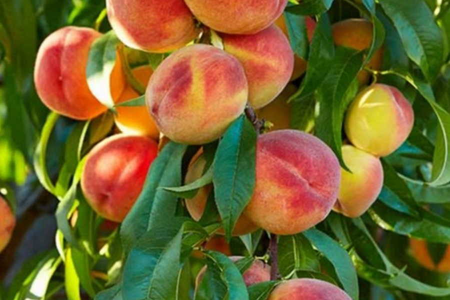 Les fruitiers - Pepinière Combes Maucourt