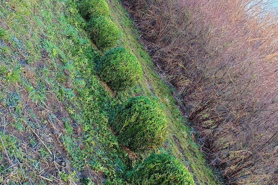 Arbustes de haie - Pépinière Combes Maucourt