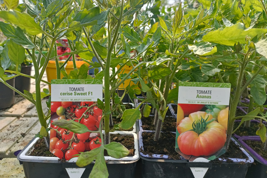 Les plants de légumes - Pépinière Combes Maucourt