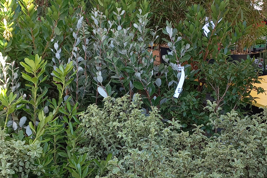 Arbuste de haie ou isolés - Les Serres Fleuries