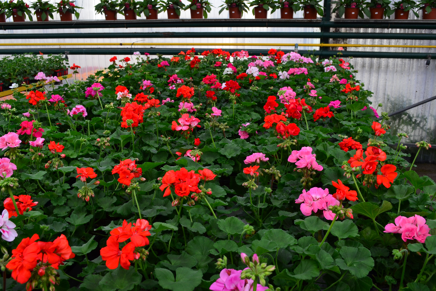 Fleurs pour jardinières de terrasse et balcons - Les Serres Fleuries
