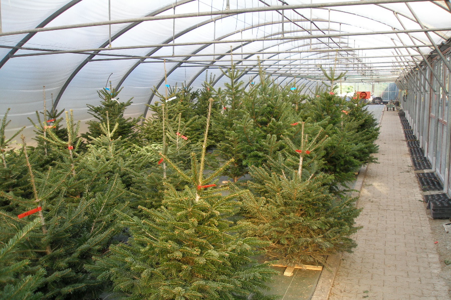 Sapin de Noel - Les Serres Fleuries