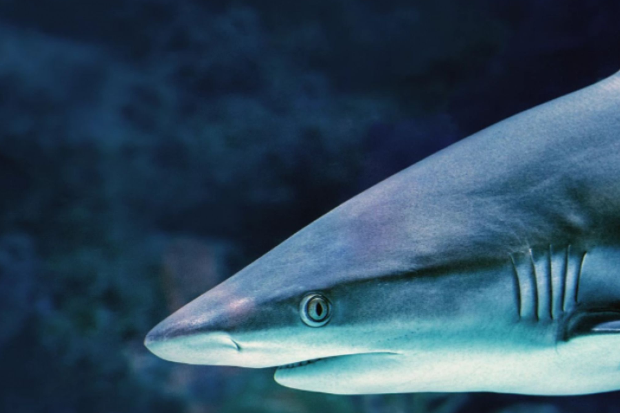 LE LAGON AUX REQUINS - Musée Océanographique de Monaco