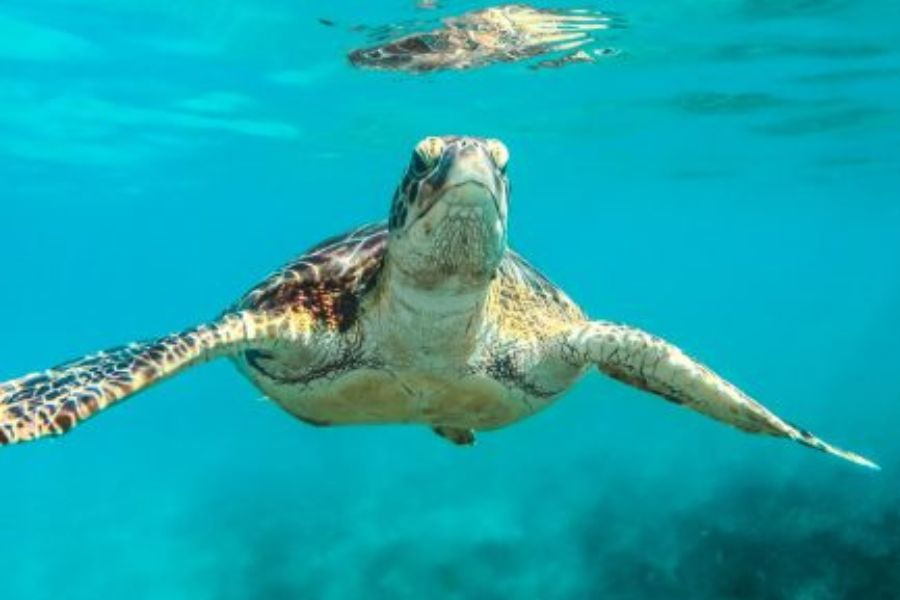 L’Odyssée des Tortues Marines - Le Musée Océanographique de Monaco