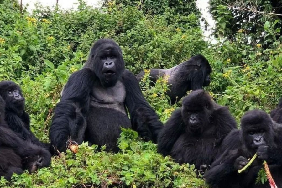gorilles de montagne - Destination Rwanda