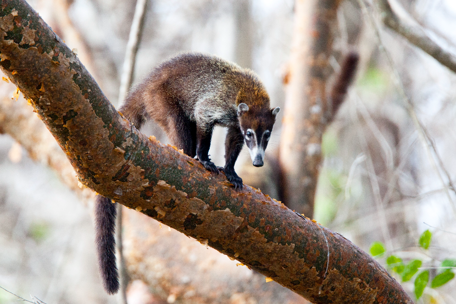 Parc National Rincón de la Vieja - Hacienda Guachipelin