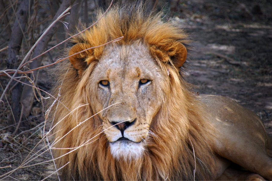 Ranch des lions Bandia - Jean-Pierre NOEL