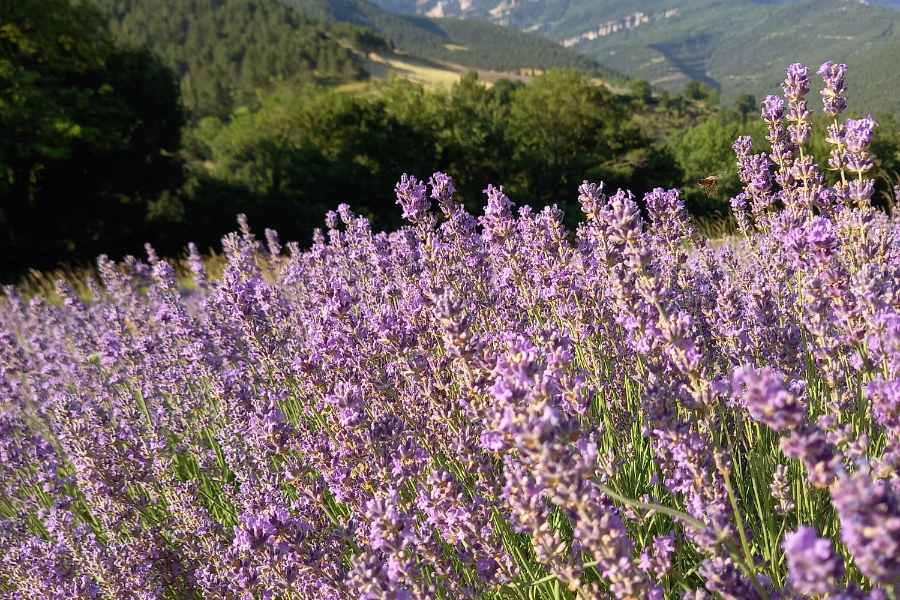 Paysages de lavande à Chamaloc - Distillerie des 4 Vallées