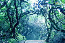 L'étrange forêt située entre le cratère principale et le second moins connu appelé laguna BOTOS - TACACORI EcoLodge