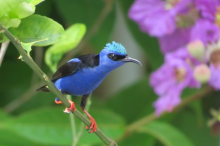 Découverte de la faune panaméenne (dont 450 espèces d'oiseaux) - Bernard Chemier