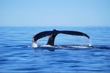 Baleine à Tadoussac - shutterstock