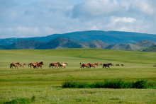Horses in Terelj National Park - Goyo Travel