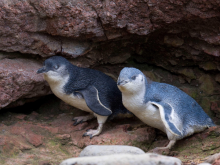 2 jeunes mancho - Pohatu penguins