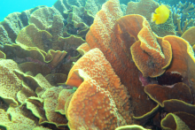 corail foliacé - ac
