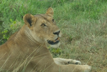 Lion - Mikumi N - African Pangolin Safaris