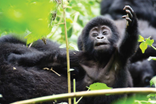 Gorilla Tour - Africa Adventure Vacations