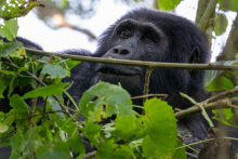 Gorilla Safari - Africa Adventure Vacations