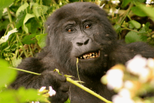 Gorilla trekking Experience - Gorilla Walking Safaris Ltd