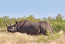 Rhino - own