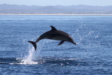 Observation des dauphins - Formosamar