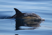 Observation des dauphins - Formosamar