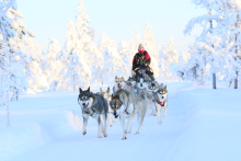 10 kilometre husky tour - Pure Lapland