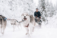 chien de traineaux - Pure Lapland