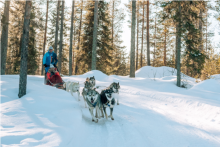 chien de traineaux - Pure Lapland