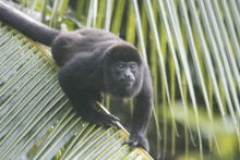 Mono Congo - Vacances au Costa Rica
