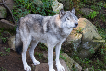 Observation des loups - Parc Oméga