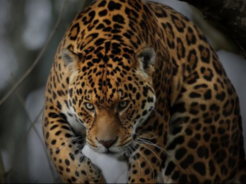 Plongez dans l'envoûtante découverte du Costa Rica avec le circuit le Jaguar. - Vacances au Costa Rica
