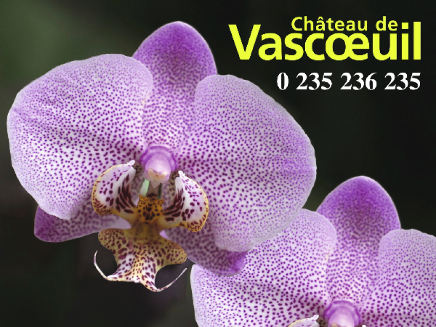 Affiche Magie des Orchidées - chateauvascoeuil