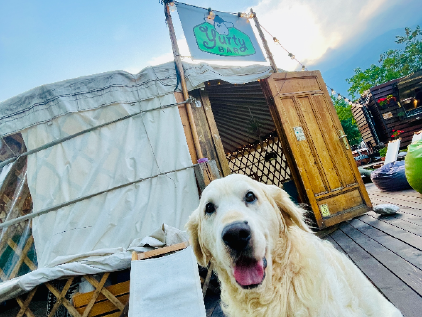 Dogs are welcome at our place! - @Yurtybar