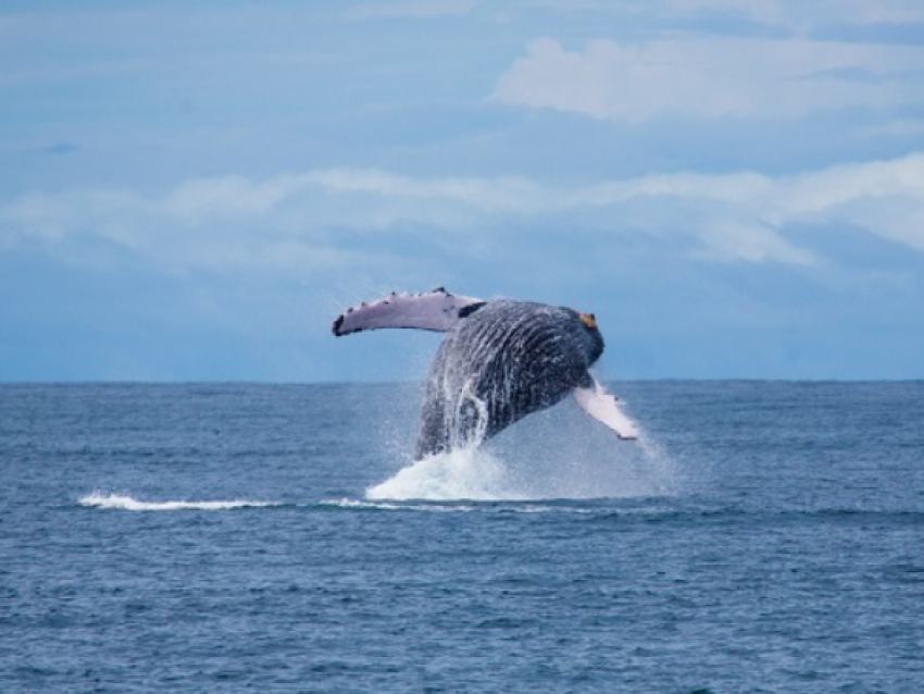 baleine a bosses - Drake Bay lodge