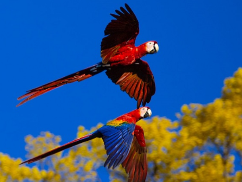 Aras macaw - Drake Bay lodge