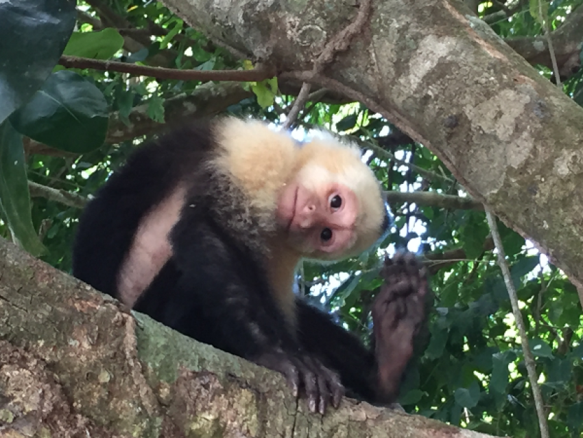 Singe Capucin, Costa Rica - Vacances au Costa Rica